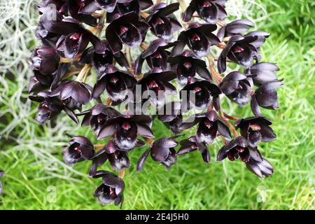 Einzigartige dunkle Blume von SVO Nach Orchideen aus dunkler schwarzer Perle Stockfoto