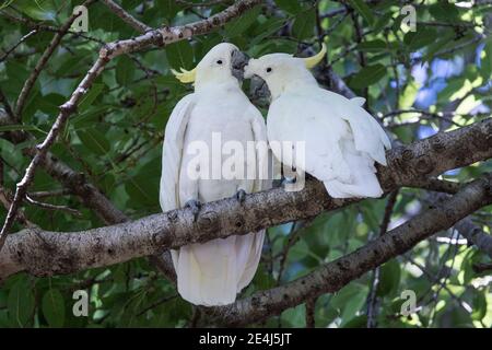 Ein Paar Schwefelkakacockatoos, die sich gegenseitig aufpreschen Stockfoto