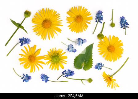 Blumenzusammensetzung. Runder Rahmen aus gelben und blauen Blüten, Eukalyptuszweige auf weißem Hintergrund. Flach liegend, Draufsicht, Kopierbereich. Stockfoto