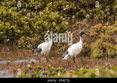 Australian White (or Sacred) Ibis, Threskiornis molucca, Surfen in Mangroven in Corner Inlet, South Gippsland, Victoria, Australien Stockfoto