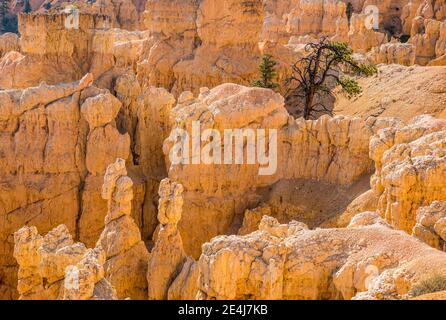 Blick auf Felsformationen namens Hoodoos im Bryce Canyon National Park, Utah, USA. Stockfoto