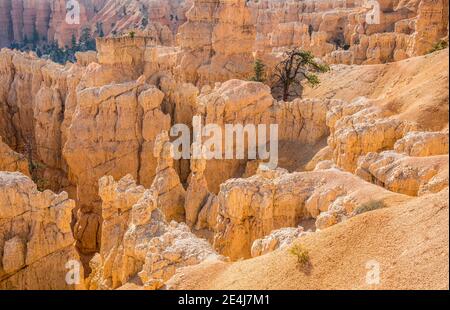 Blick auf Felsformationen namens Hoodoos im Bryce Canyon National Park, Utah, USA. Stockfoto