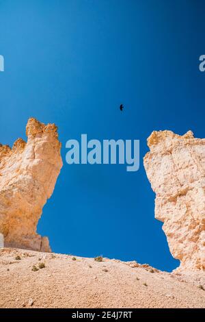 Rabe und Blue Sky. Bryce Canyon National Park, Utah, USA. Stockfoto