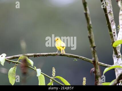 Safranfink (Sicalis flaveola) in Equador Stockfoto