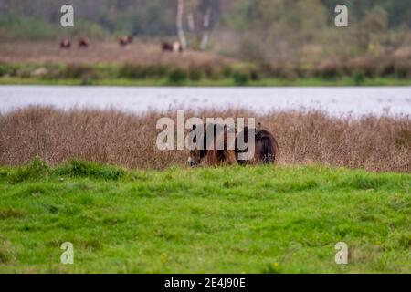 Drei Stare auf dem Rücken eines kastanienbraunen Wildpferdes. Von hinten gesehen. Teil des Pferdes, See im Hintergrund. Selektiver Fokus Stockfoto