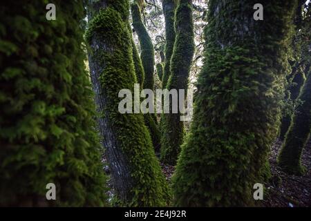 In den kalifornischen Santa Cruz Bergen im Castle Rock State Park in der Nähe der San Francisco Bay sind Baumstämme mit Moos bedeckt. Stockfoto