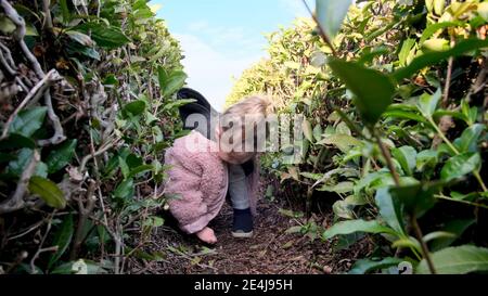 Lustige blonde kleine Mädchen in stilvollen rosa Jacke spielt Hocken Auf den Sprüngen zwischen den geschnittenen grünen Büschen im herbstlichen Stadtpark Stockfoto