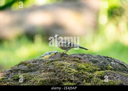 Ein detailreicher Sperling, Onotrichia leucophrys, sitzt auf einem großen Stein, mit einem trüben grünen und gelben Hintergrund Stockfoto