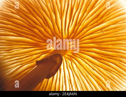 Nahaufnahme schönes Bild von einem Pilz von unten in einem Baum aufgenommen. Hintergrundstruktur. Makrofotografie. Stockfoto