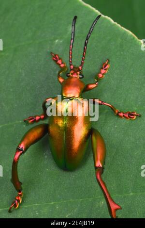 Froschkäfer obere Ansicht Stockfoto