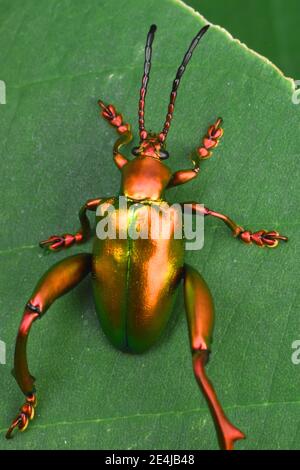 Froschkäfer, obere Ansicht. Sagra femorata. Stockfoto