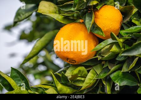 Orangen auf Baum mit Wassertropfen nach Regen. Nahaufnahme mit weichem Bokeh auf dem Hintergrund Stockfoto