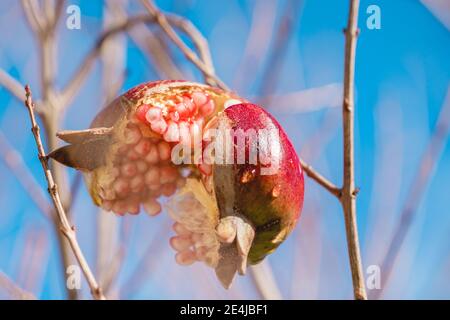 Rote reife Granatapfelfrucht rissig und spaltete auf Baum zur eiligen Zeit, klarer blauer Himmel auf Hintergrund Stockfoto