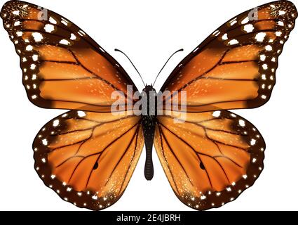 Insekten realistische farbige Schmetterling isoliert auf weißem Hintergrund Vektor-Illustration Stock Vektor