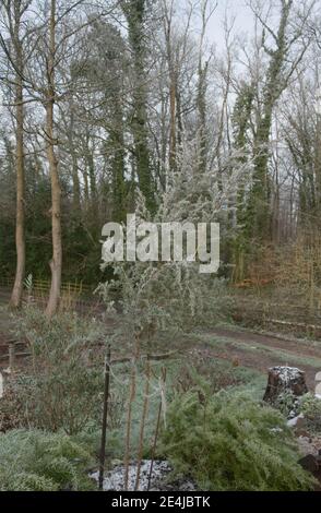 Winterfrost auf den immergrünen Blättern einer Manuka- oder Teebaum-Pflanze (Leptospermum scoparium), die in einem Woodland Garden in Rural Devon, England, Großbritannien wächst Stockfoto