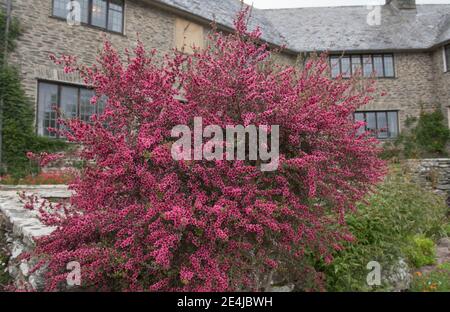 Rosa Blumen auf einem Sommer blühende Manuka oder Teebaum Strauch (Leptospermum scoparium) wächst in einem Land Cottage Garden in Rural Devon, England, Großbritannien Stockfoto