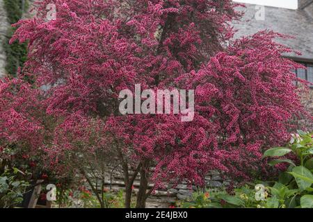 Rosa Blumen auf einem Sommer blühende Manuka oder Teebaum Strauch (Leptospermum scoparium) wächst in einem Land Cottage Garden in Rural Devon, England, Großbritannien Stockfoto