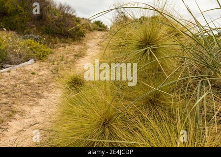 Spinifex longifolius Pfad zum Strand in Binningup, Western Australia Stockfoto