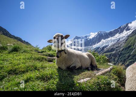 Zwei Braunkopfiges oder braunköpfiges Fleischschaf auf einer Almwiese in den Bergen oberhalb von Grindelwald im Berner Oberland, Schweiz Stockfoto