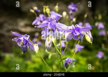 In der Bergwiese wächst die gemeine Säulenblume (Aquilegia vulgaris) Stockfoto