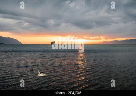 Mute Schwan (Cygnus olor) auf See bei Sonnenuntergang Stockfoto