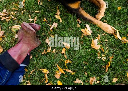 Die Beine der Frau und rottweiler auf dem grasbewachsenen Land im Park Im Herbst Stockfoto