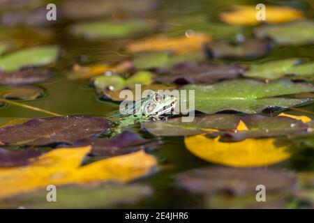 Frosch, der seinen Kopf aus dem Wasser streut, sitzt im Wasser, zwischen Wasserlilien und Seerosen Stockfoto