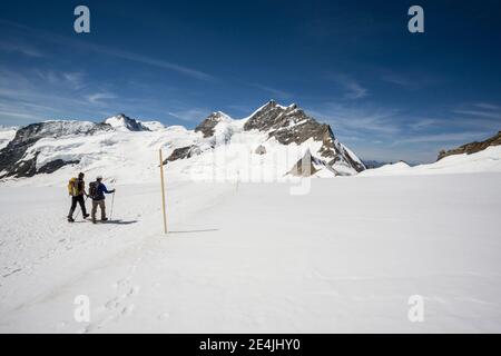 Zwei Wanderer wandern über den Schnee des oberen Aletschgletschers zum Jungfraujoch im Berner Oberland, Schweiz Stockfoto