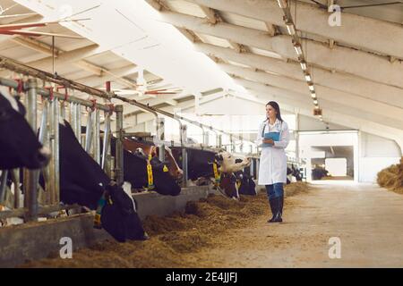 Frau Landwirt oder Tierarzt in Uniform zu Fuß entlang Stände mit Kühe und Notizen machen Stockfoto