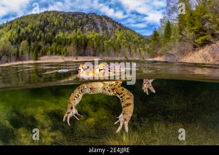 Kröte schwimmend im Weitsee Stockfoto