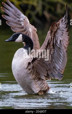 Kanadagans (Branta canadensis) im Wasser flatternd ihre Flügel, Deutschland Stockfoto