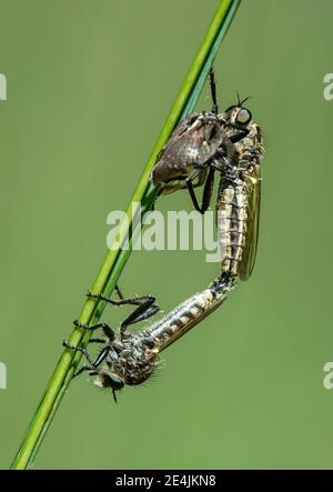 Verpaarung von Raubfliegen der Unterfamilie Asilidae, Chancy, Schweiz Stockfoto