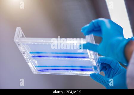 Wissenschaftler hält DNA-Sequenzierungsgel in Glasablage im Labor Stockfoto