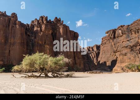 Kamelherde am Guelta d'Archei Wasserloch, Ennedi Plateau, Tschad Stockfoto