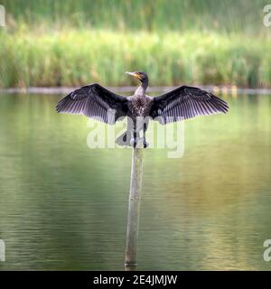 Großer Kormoran (Phalacrocorax carbo), der auf einem hölzernen Pfosten sitzt und seine Flügel zum Trocknen ausbreitet, Burgenland, Österreich Stockfoto