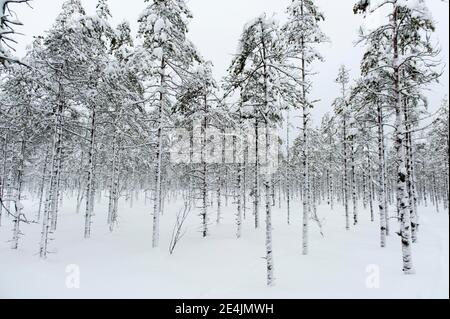 Schneebedeckte Bäume, locker stehende Flauschbirke (Betula pubescens) im Winter im Schnee, Metsaekartano bei Kuopio, Nordsava, Finnland Stockfoto