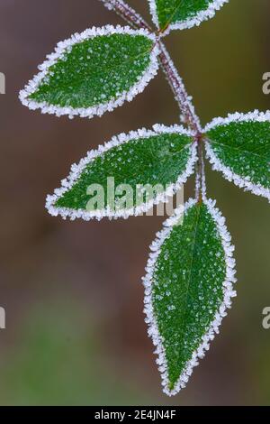 Raureif auf einem Blatt, Eiskristalle, Frost, Winter, Goldenstedter Moor, Niedersachsen, Deutschland Stockfoto