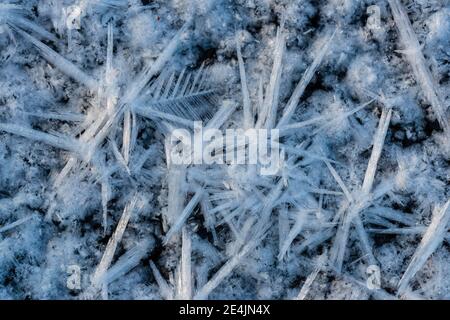 Eisformen in einer Pfütze, Eiskristalle, Frost, Winter, Goldenstedter Moor, Niedersachsen, Deutschland Stockfoto