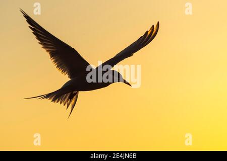 Polarseeschwalbe (Sterna paradiesaea) im Flug, Silhouette, Sonnenuntergang, Eidersperrwerk, Tönning, Schleswig-Holstein, Deutschland Stockfoto