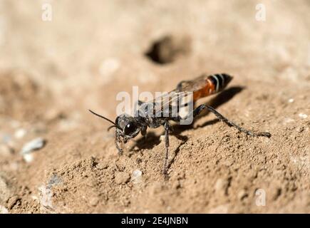 Weibchen der südlichen Grabenwespe (Prionyx kirbii), hinterer Eingang zum Bau Nest im sandigen Boden, Wallis, Schweiz Stockfoto