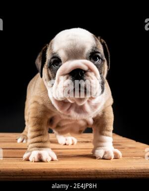 Portrait des englischen Bulldog Welpen Stockfoto