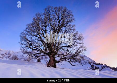 Ahorn-Ahorn (Acer pseudoplatanus), Appenzell, Schweiz Stockfoto