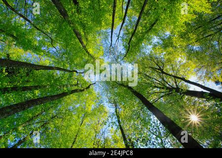 Buche (Fagus), Kupferbuche sylvaticia L., Buche, Buche, Schweiz Stockfoto