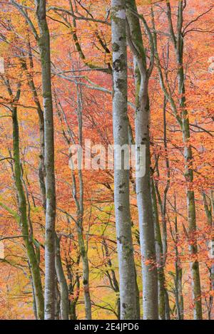 Buchenholz im Herbst, Schweiz Stockfoto