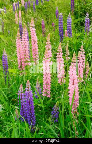 Lupine, Lupinus polyphyllus, Schweiz Stockfoto