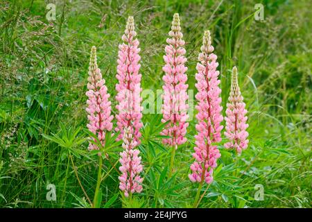 Lupine, Lupinus polyphyllus, Schweiz Stockfoto