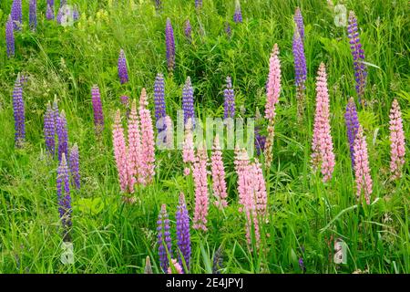 Lupine, Lupinus polyphyllus, Schweiz Stockfoto