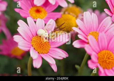 Eine weiße Blume Krabbenspinne, Misumena vatia, versteckt in bunten Blumen Stockfoto
