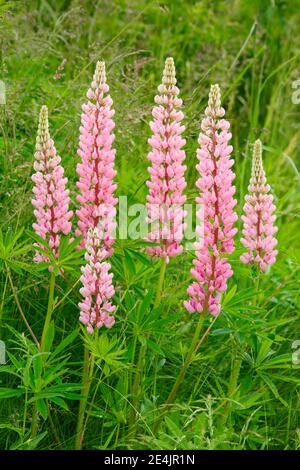 Lupine, Lupinus polyphyllus, Schweiz Stockfoto