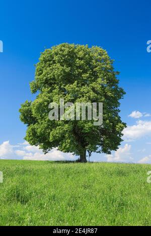 Lindenbaum, Zürich Oberland, Schweiz Stockfoto